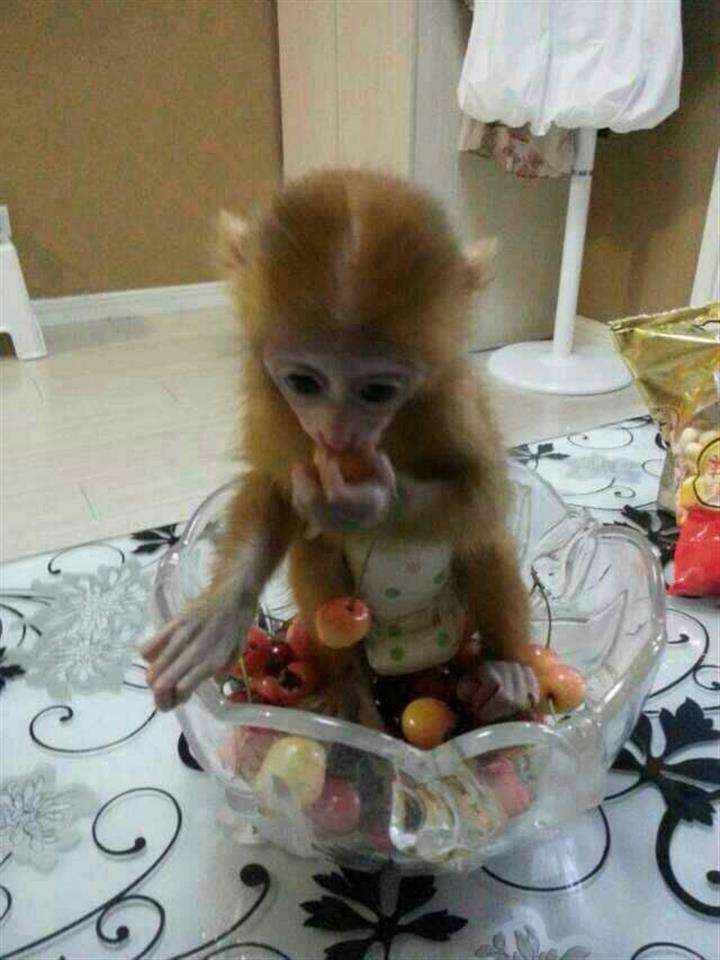 组织代码等级证书如何作假